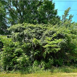 Photo #1 of 4236 Wayne, Greensboro, NC 0.4 acres