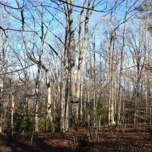 Photo #2 of 90 acres west tract - NC Highway 89, Danbury, NC 90.0 acres