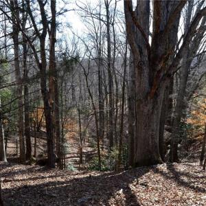 Photo #21 of 90 acres west tract - NC Highway 89, Danbury, NC 90.0 acres