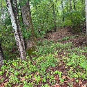 Photo #11 of 7111 Faucette Farms, Browns Summit, NC 16.0 acres