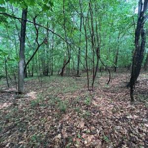 Photo #19 of 7111 Faucette Farms, Browns Summit, NC 16.0 acres