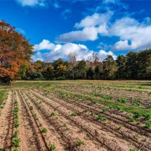 Photo #9 of 501 Barley, Reidsville, NC 88.6 acres