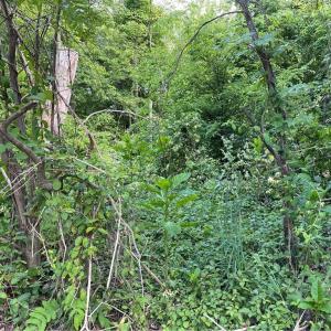 Photo #2 of 2805 County Clare, Greensboro, NC 0.4 acres