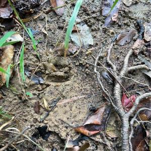 Lots of wildlife on property