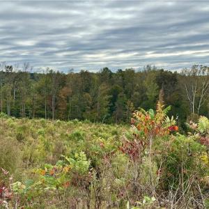 Photo #7 of Lot 10 Skeens Mill, Trinity, NC 8.3 acres