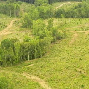 Photo #6 of Lot 10 Skeens Mill, Trinity, NC 8.3 acres