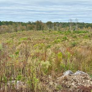 Photo #9 of Lot 10 Skeens Mill, Trinity, NC 8.3 acres