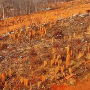 Photo #6 of Lot 10 Skeens Mill, Trinity, NC 8.3 acres