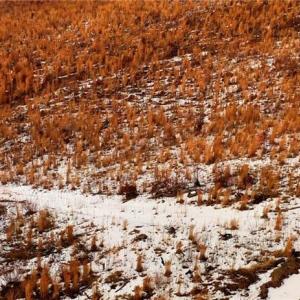 Photo #13 of Lot 10 Skeens Mill, Trinity, NC 8.3 acres