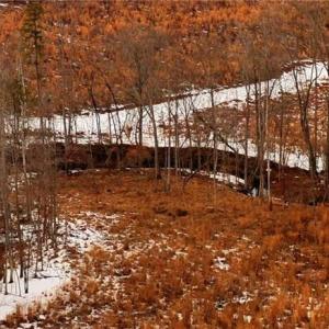 Photo #26 of Lot 10 Skeens Mill, Trinity, NC 8.3 acres