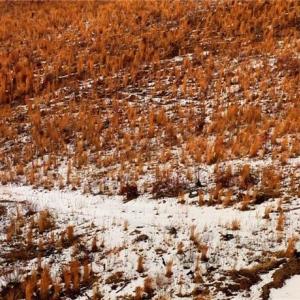 Photo #24 of Lot 10 Skeens Mill, Trinity, NC 8.3 acres