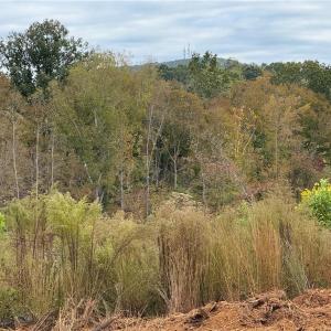 Photo #4 of Lot 12 Skeens Mill, Trinity, NC 5.4 acres