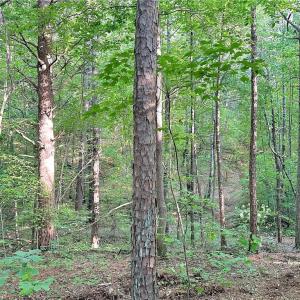 Photo #6 of 7612 Ridge, Tobaccoville, NC 6.7 acres