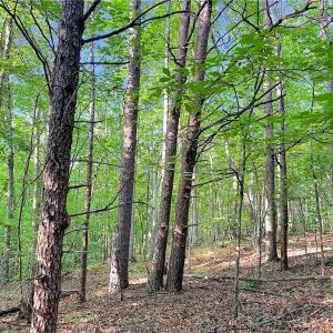 Photo #10 of 7612 Ridge, Tobaccoville, NC 6.7 acres