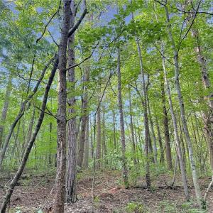 Photo #11 of 7612 Ridge, Tobaccoville, NC 6.7 acres