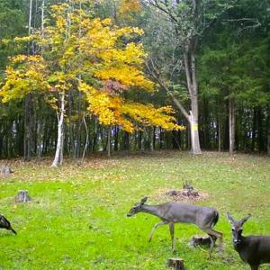 Photo #46 of Thayer, Trinity, NC 17.6 acres