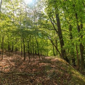 Photo #13 of Thayer, Trinity, NC 17.6 acres