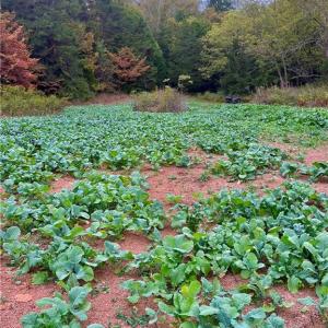 Photo #47 of Thayer, Trinity, NC 17.6 acres