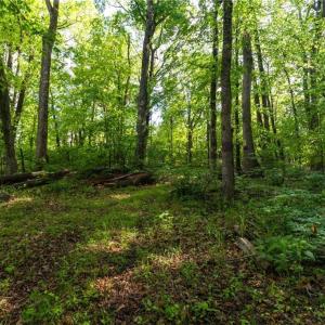 Photo #14 of Thayer, Trinity, NC 17.6 acres