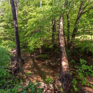Photo #21 of Thayer, Trinity, NC 17.6 acres