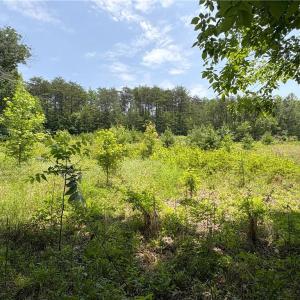 Photo #3 of 357 Pearman, Summerfield, NC 11.5 acres