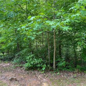 Photo #15 of 144 Jones, Winston-Salem, NC 1.9 acres