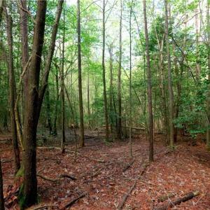 Photo #6 of 1840b US highway 1, Cameron, NC 11.4 acres