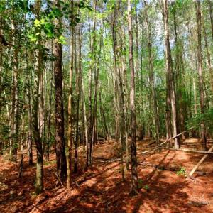 Photo #7 of 1840b US highway 1, Cameron, NC 11.4 acres
