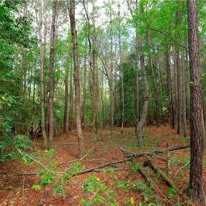 Photo #5 of 1840b US highway 1, Cameron, NC 11.4 acres