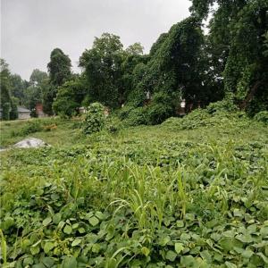 Photo #3 of 1409 Winston, Lexington, NC 2.1 acres