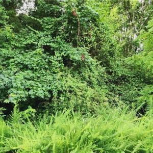Photo #5 of 180 Buccaneer, Salisbury, NC 1.4 acres