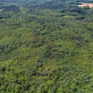 Photo #5 of Blanch, Blanch, NC 116.7 acres