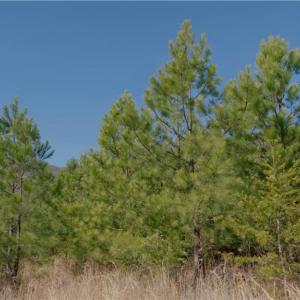 Photo #12 of 337 Goat House, Lambsburg, VA 210.0 acres