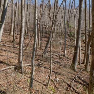 Photo #32 of 337 Goat House, Lambsburg, VA 210.0 acres