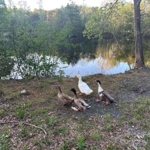 Photo #2 of 11155 US Highway 52, Rockwell, NC 5.8 acres