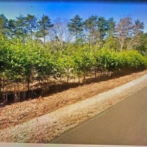 Photo #6 of TBD Terrell School, Semora, NC 54.2 acres