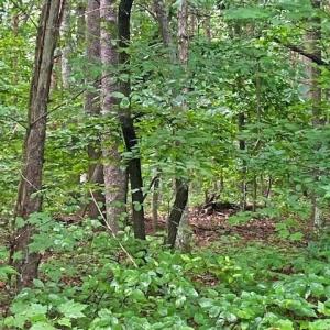 Photo #8 of TBD Terrell School, Semora, NC 54.2 acres
