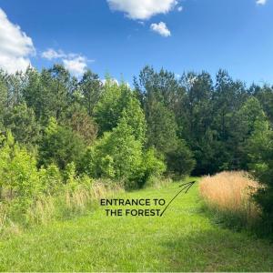 Photo #12 of Hoover Hill, Trinity, NC 32.9 acres