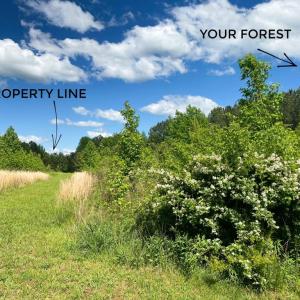 Photo #31 of Hoover Hill, Trinity, NC 32.9 acres
