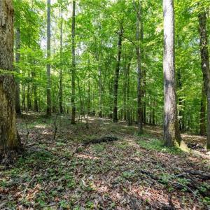 Photo #12 of 6910 Long Meadow, Whitsett, NC 20.6 acres