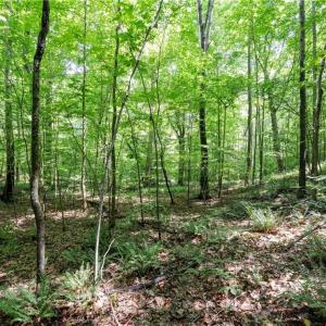 Photo #11 of 6910 Long Meadow, Whitsett, NC 20.6 acres