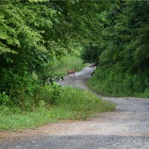 Photo #30 of Waddells Ferry, Seagrove, NC 6.6 acres