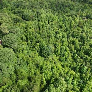 Photo #8 of Waddells Ferry, Seagrove, NC 6.6 acres