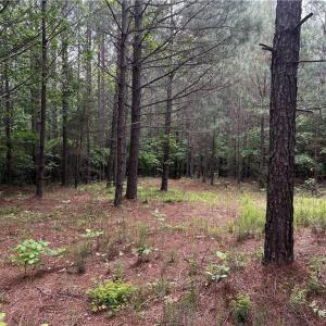 Photo #7 of MARSHALL RIDGE, Pinnacle, NC 99.0 acres