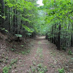 Photo #4 of MARSHALL RIDGE, Pinnacle, NC 99.0 acres