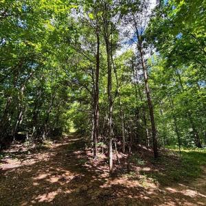Photo #16 of Bear Trail, Cana, VA 11.0 acres