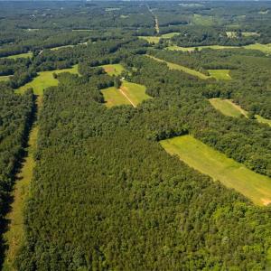 Photo #20 of 1135 Daisy Creek Farm, Westfield, NC 57.6 acres