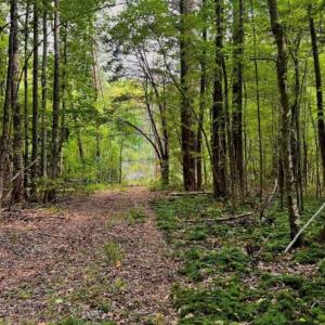 Photo #6 of 6638 Holts Store, Julian, NC 52.6 acres