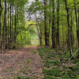Photo #11 of 6638 Holts Store, Julian, NC 52.6 acres