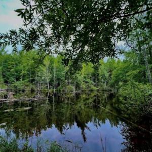 Photo #9 of 6638 Holts Store, Julian, NC 52.6 acres
